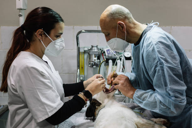 24-Hour Dental Clinic Near Me Fort Totten, ND